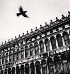 Bird over San Marco