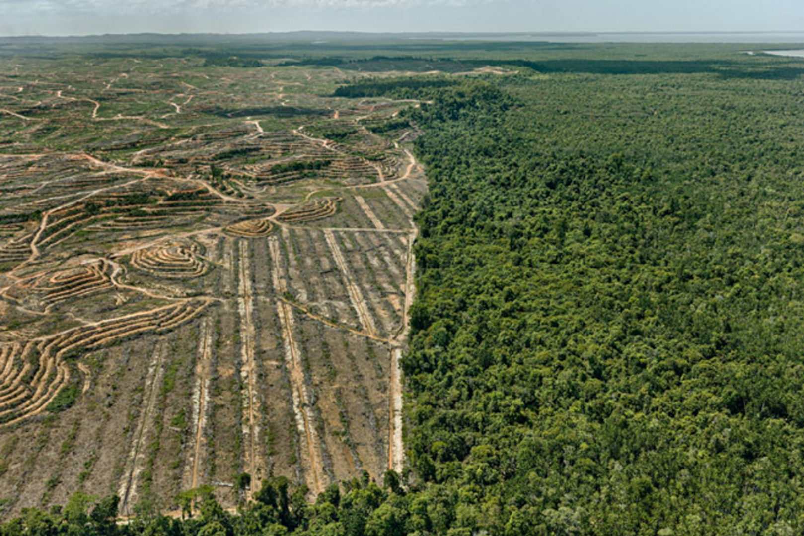 Fig. 26 - Disboscamento della piantagione di palme da olio, Malesia, 2016 (fotografia inedita presentata in occasione della mostra Anthropocene tenutasi in Canada, Italia e Svezia, settembre 2018 – agosto 2021)